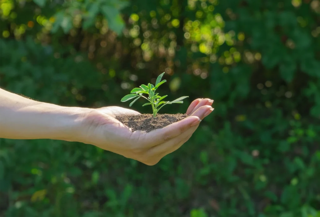 Hand that holds a young plant